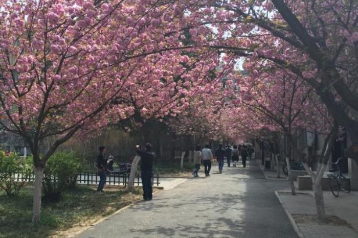 西安看樱花的地方哪些