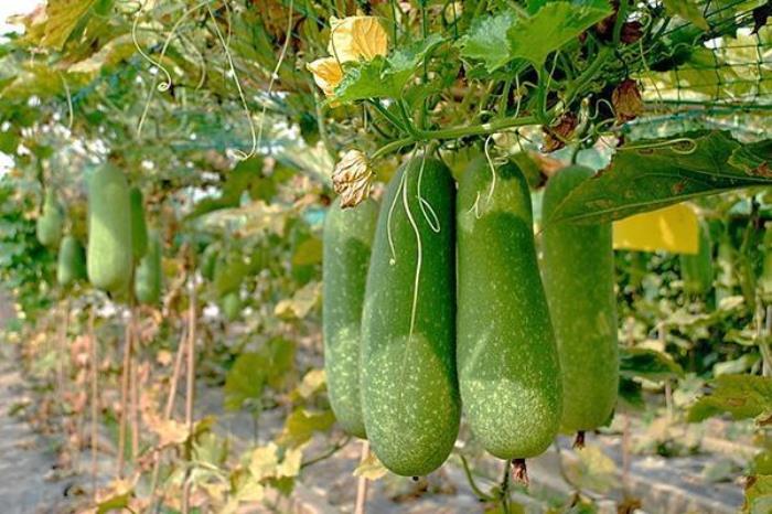 广西八桂田园 广西八桂田园