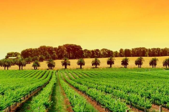 玉泉营葡萄庄园 玉泉营葡萄庄园