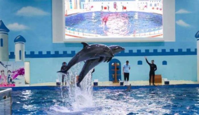 洛阳中赫海豚湾海洋公园 洛阳中赫海豚湾海洋公园