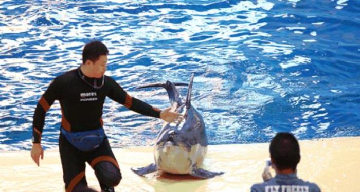 洛阳中赫海豚湾海洋公园 洛阳中赫海豚湾海洋公园