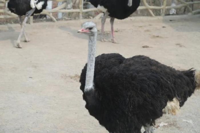 五龙山野生动物园