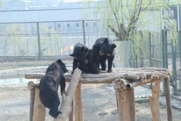 五龙山野生动物园
