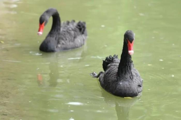 五龙山野生动物园