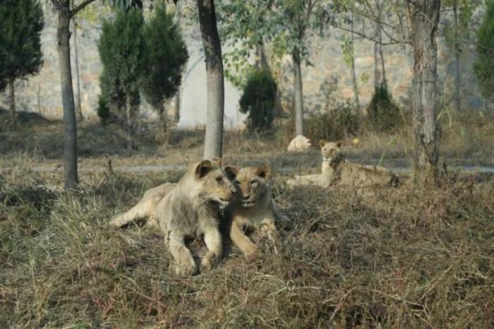 五龙山野生动物园