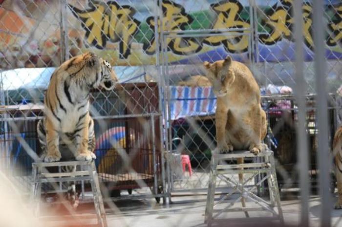 五龙山野生动物园