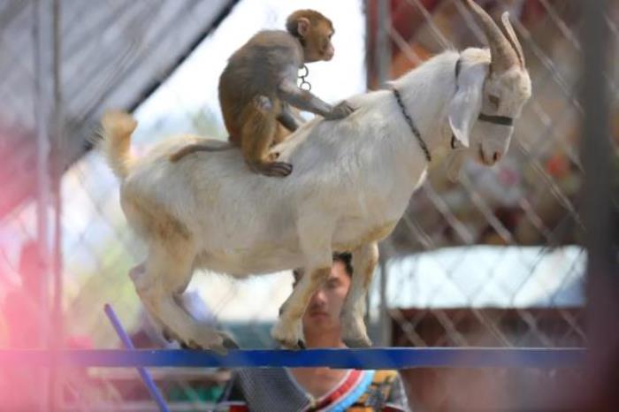 五龙山野生动物园