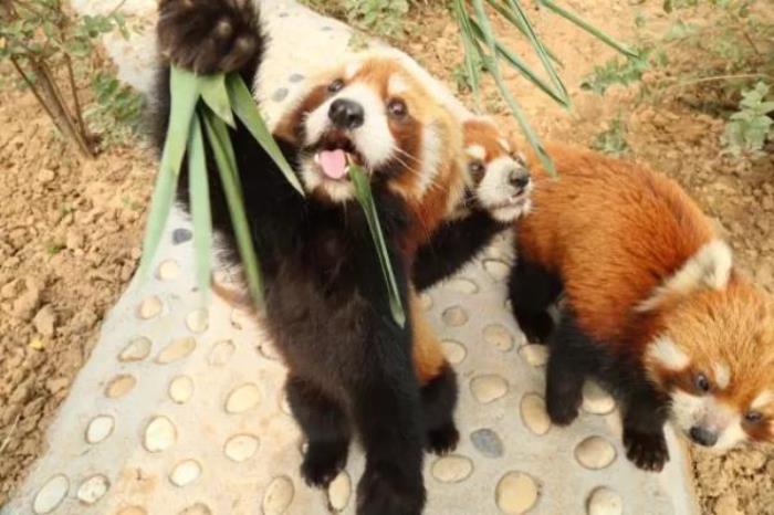 五龙山野生动物园