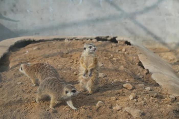 五龙山野生动物园
