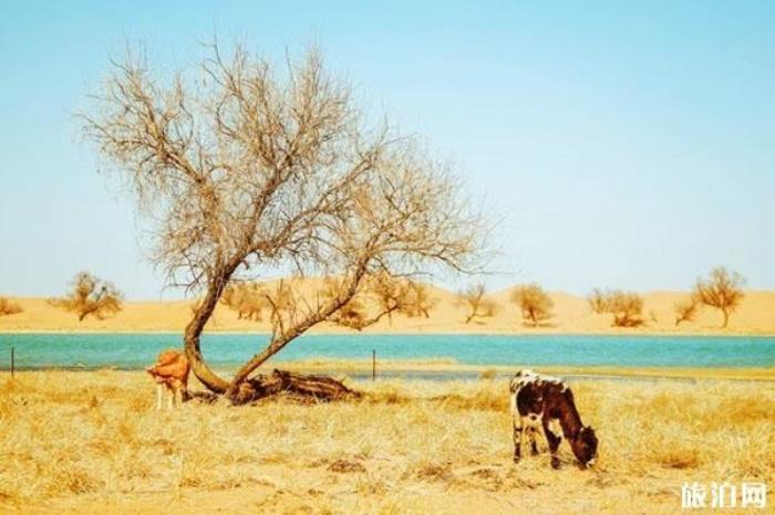 腾格里沙漠天鹅湖