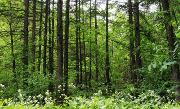 洛阳栾川养子沟景区 洛阳栾川养子沟景区