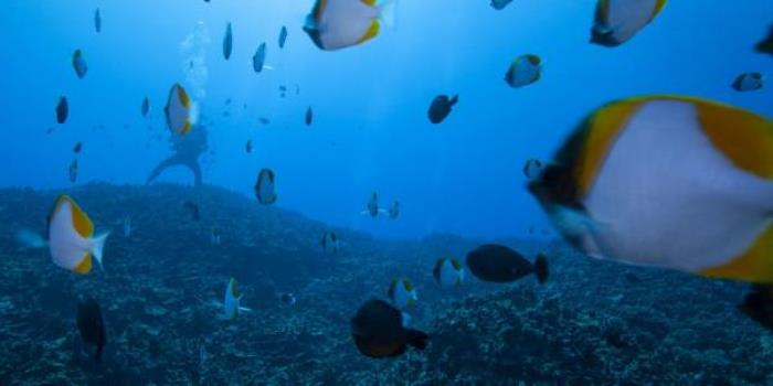 三亚亚龙湾海底世界 三亚亚龙湾海底世界