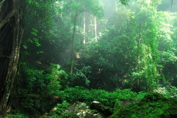 勐远仙境 勐远仙境