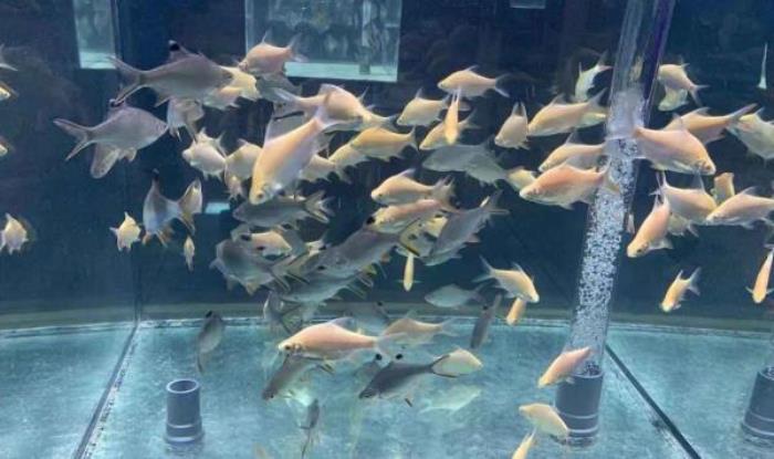 三鲨海洋世界 三鲨海洋世界