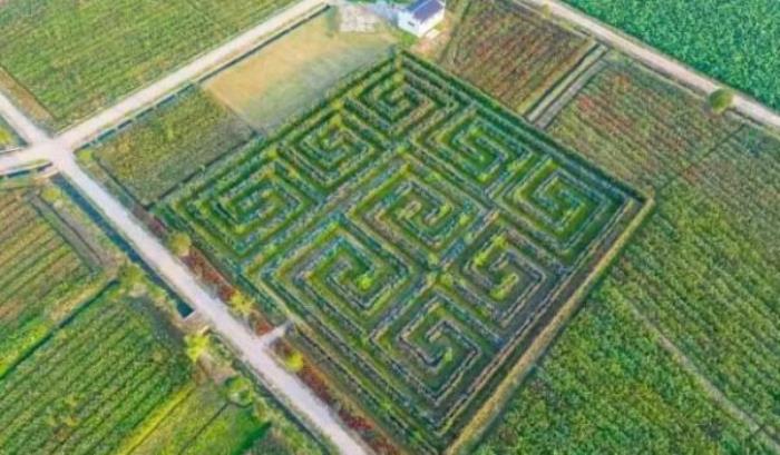 安徽玖玖花海观光园 安徽玖玖花海观光园