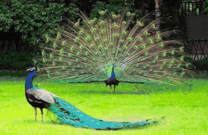 安徽玖玖花海观光园 安徽玖玖花海观光园