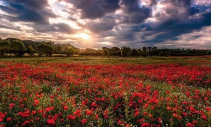 安徽玖玖花海观光园 安徽玖玖花海观光园