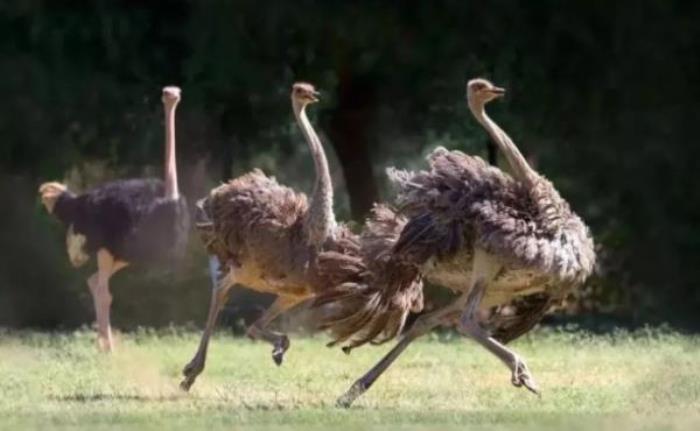 安徽玖玖花海观光园 安徽玖玖花海观光园