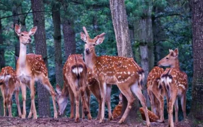 云南野生动物园