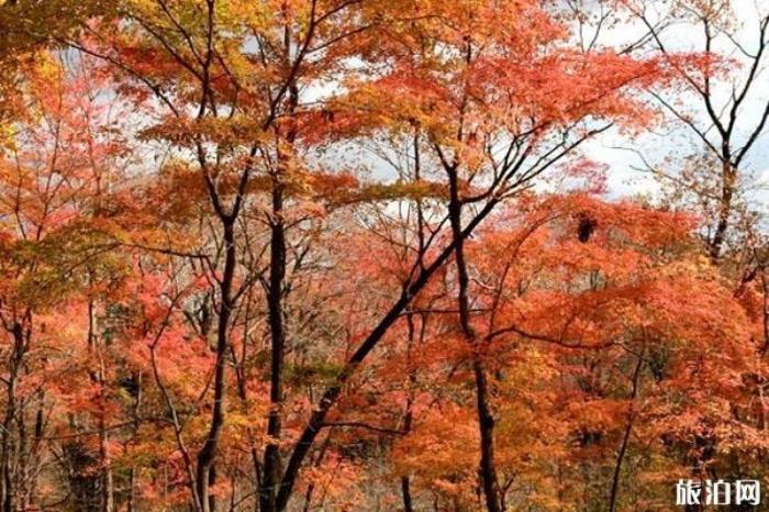 金龙山国家森林公园 金龙山国家森林公园