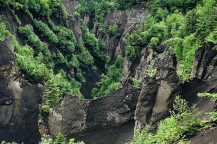 地下森林 地下森林