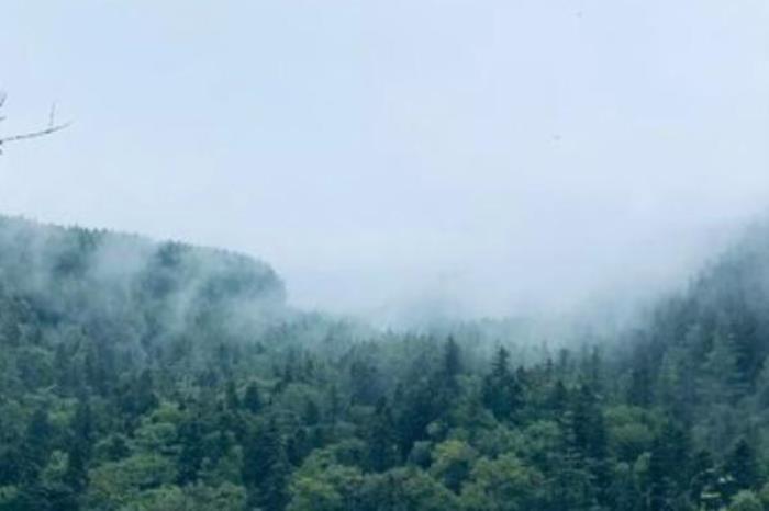 地下森林 地下森林