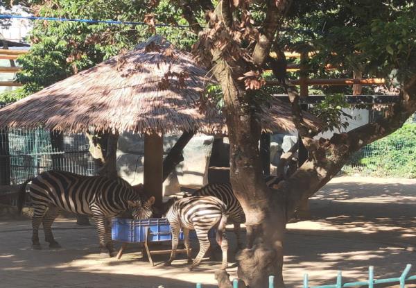 西双版纳热带动物园 西双版纳热带动物园