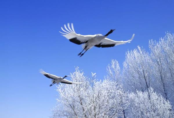 扎龙自然保护区