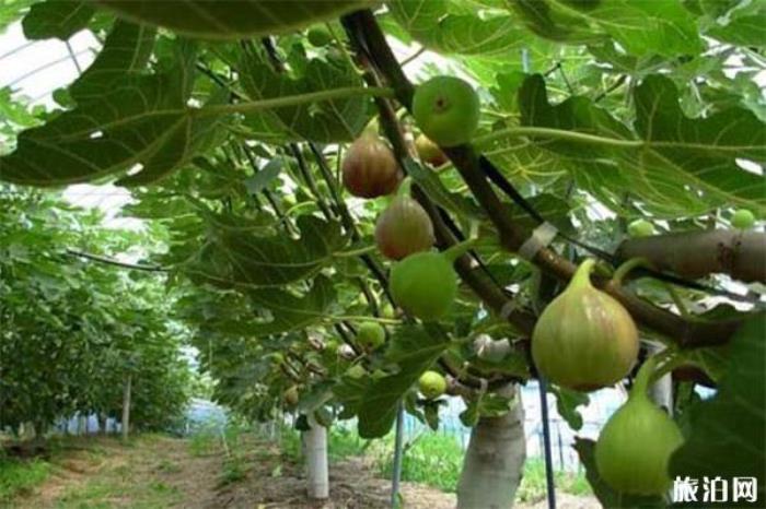 世界无花果博览园