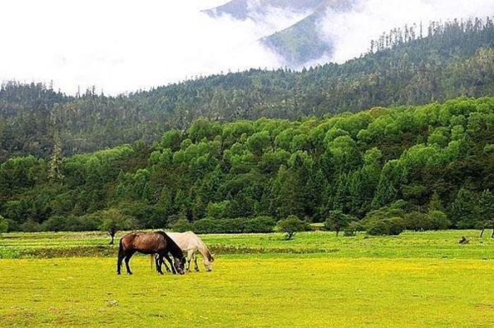 鲁朗风景区 鲁朗风景区
