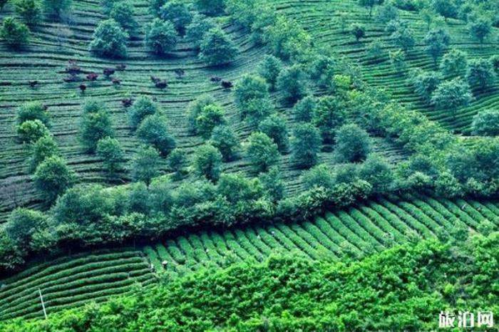 中华茶文化博览园 中华茶文化博览园