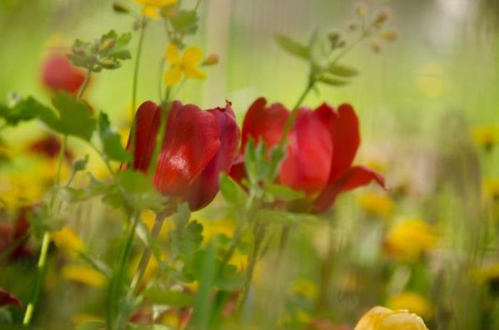 海口雷琼海口火山群世界地质公园 海口雷琼海口火山群世界地质公园