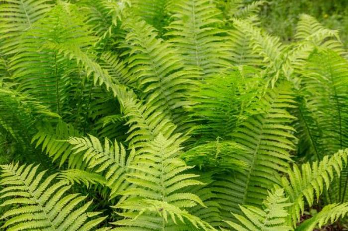 海口雷琼海口火山群世界地质公园 海口雷琼海口火山群世界地质公园