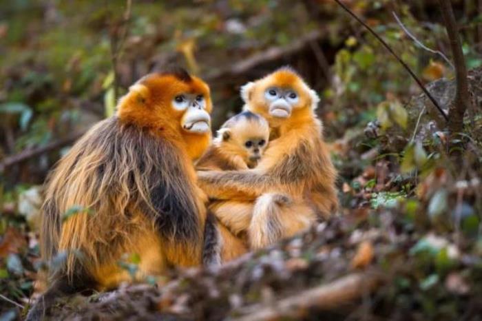 云南野生动物园