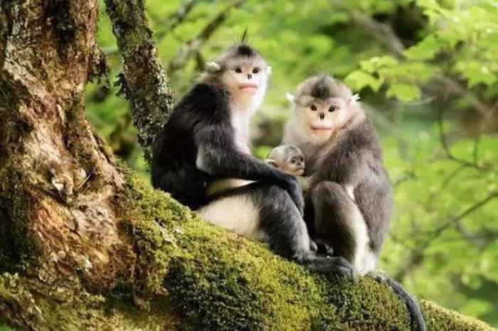 云南野生动物园