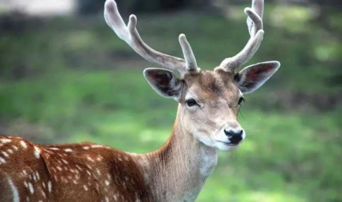 云南野生动物园