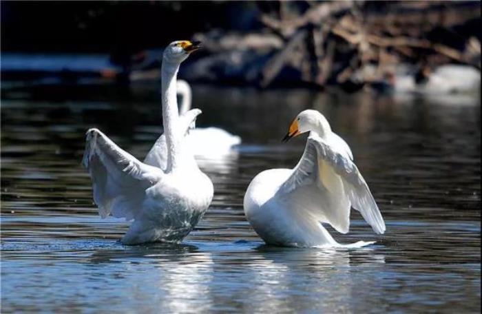 云南野生动物园