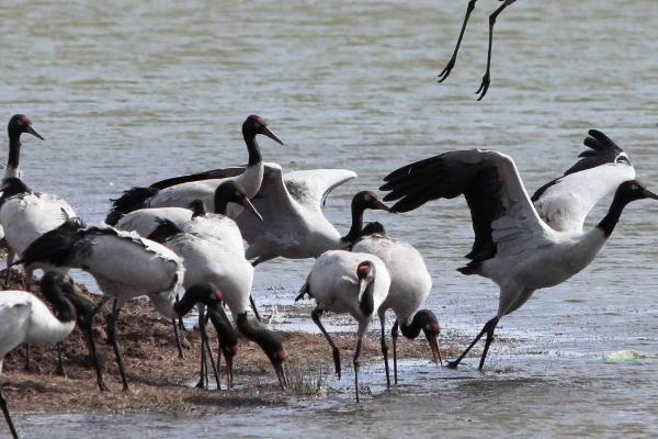 云南省大山包黑颈鹤自然保护区 云南省大山包黑颈鹤自然保护区