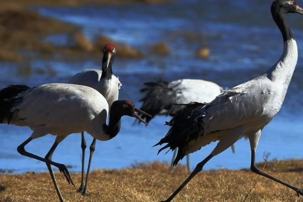 云南省大山包黑颈鹤自然保护区 云南省大山包黑颈鹤自然保护区