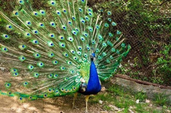 云南野生动物园