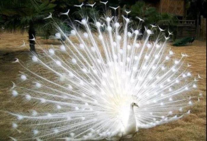 云南野生动物园