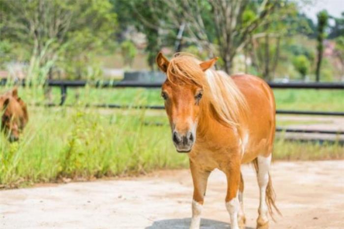 马鞍山大青山野生动物园 马鞍山大青山野生动物园