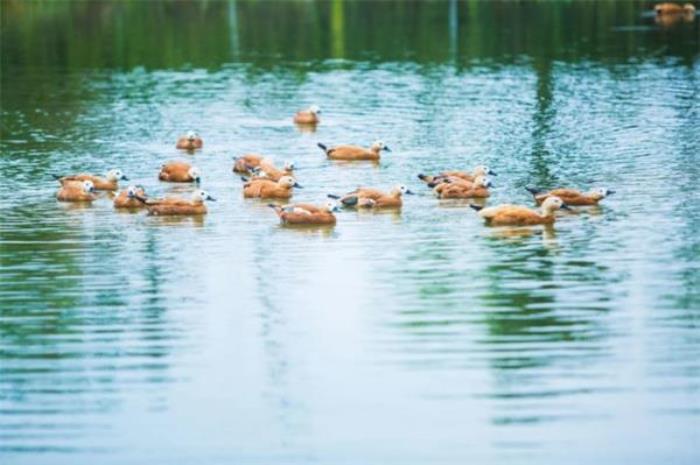 马鞍山大青山野生动物园 马鞍山大青山野生动物园