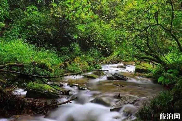 玛柯河原始森林生态旅游景区 玛柯河原始森林生态旅游景区