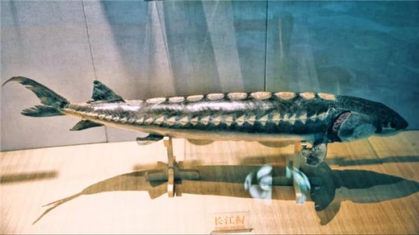 西双版纳傣族自治州-湄公河水底世界 西双版纳傣族自治州-湄公河水底世界