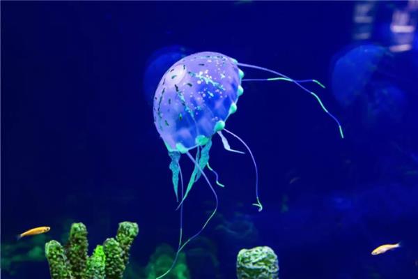 西双版纳傣族自治州-湄公河水底世界 西双版纳傣族自治州-湄公河水底世界