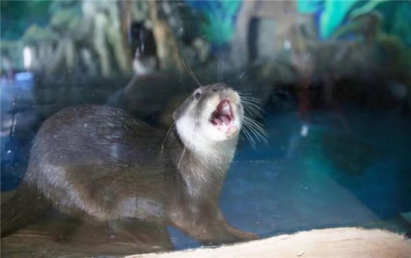 西双版纳傣族自治州-湄公河水底世界 西双版纳傣族自治州-湄公河水底世界