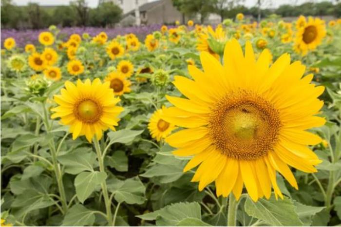 震泽古镇 震泽古镇