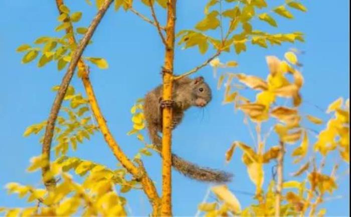 武汉松鼠部落森林假日公园