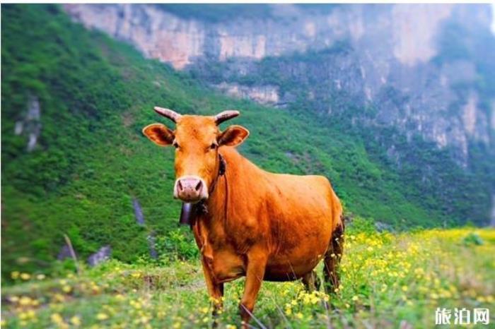 湄江国家地质公园 湄江国家地质公园